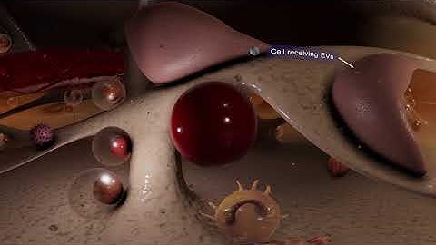 Extracellular Vesicles - the cells