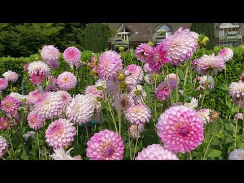 Фестиваль далий. Морж, Швейцария. Август, 2021 / The Dahlia Festival Morges Switzerland