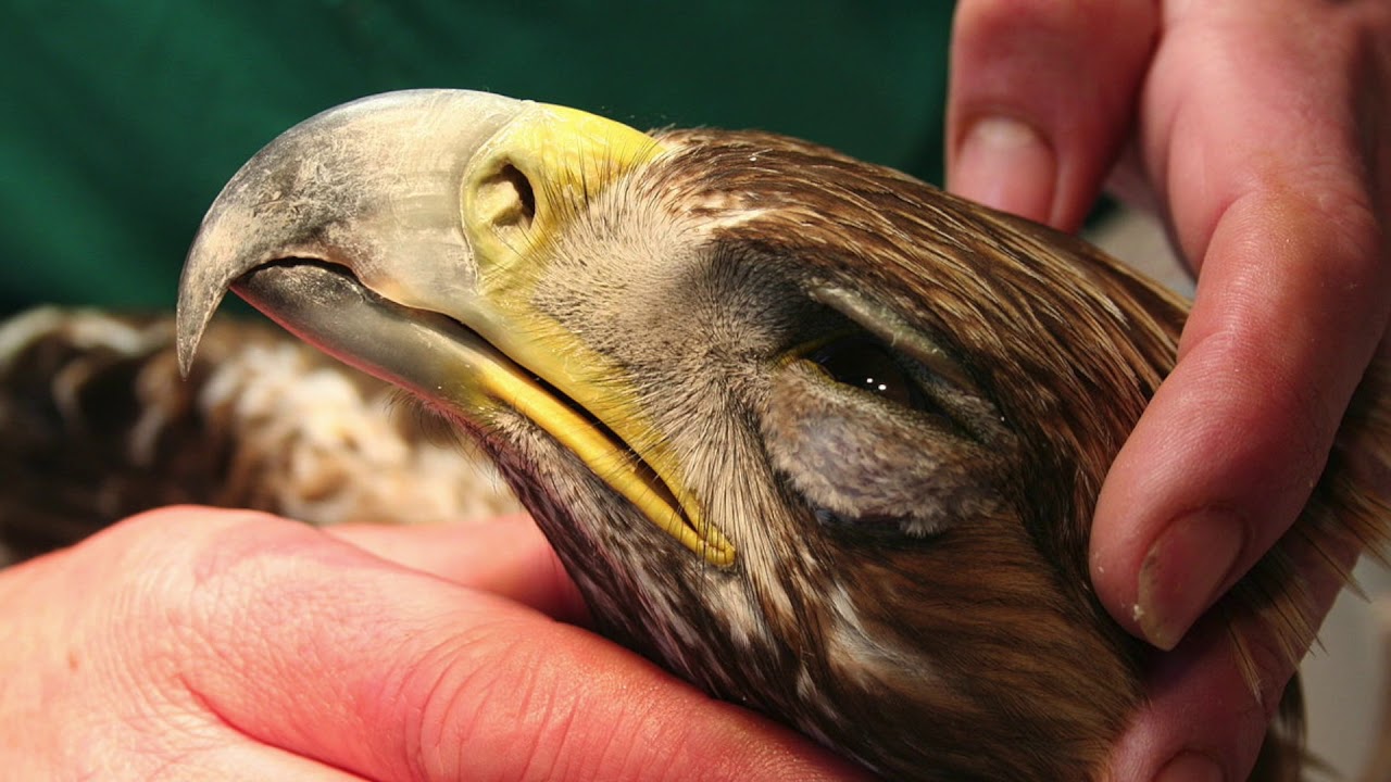 Cuál es el significado del águila