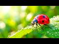 Tiny Wildlife Moments | Peaceful Nature Scenes of Small Animals 🌿🐾