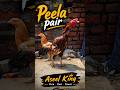 💛 Peela Aseel Pair Naati Pattha | Full Power Desi Fighter Aseel 🔥 #PeelaAseel #AseelPair #DesiMurga
