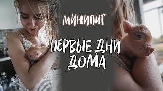 я купила поросенка - минипиг в квартире