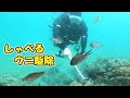 【解説付きウニ駆除】ウニが小さくなって海藻が生えてきた！