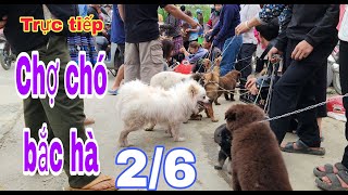 Trực tiếp chợ chó bắc hà 26/5 chợ rất nhiều chó đẹp/Bac Ha maket dog #bachatv #bachamaketdog