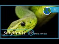 10 Datos curiosos de la serpiente