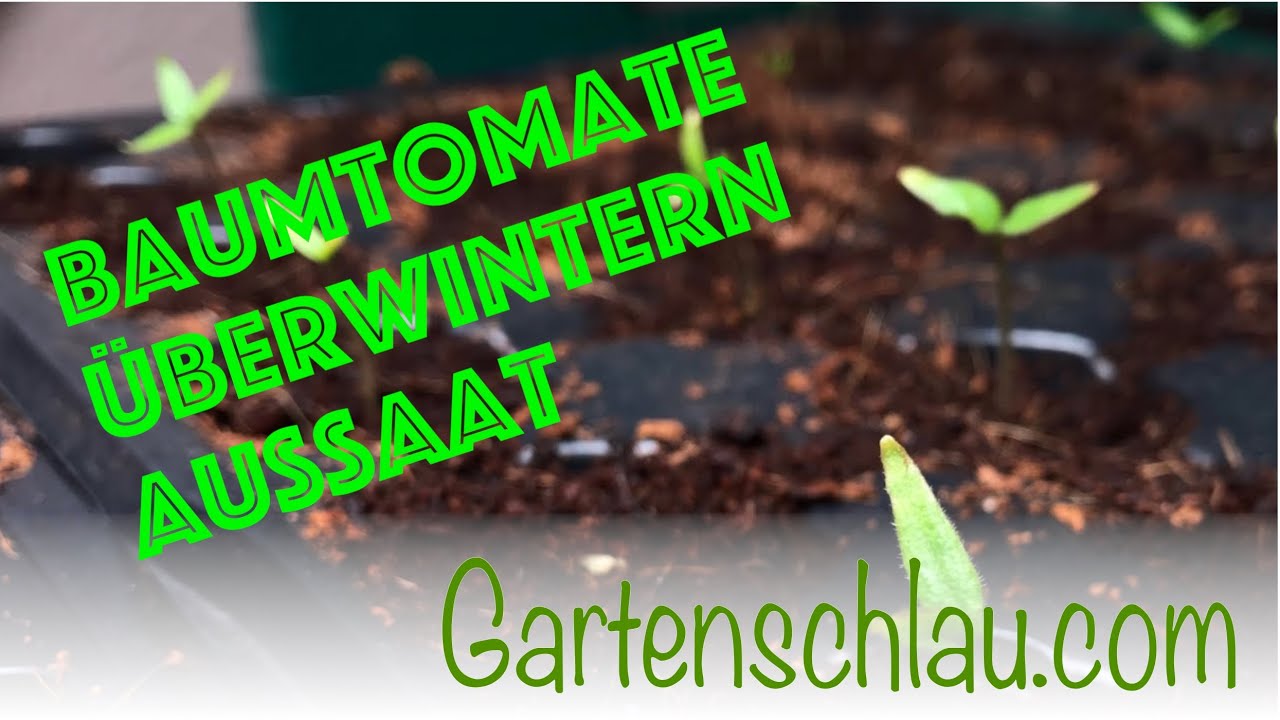 Tamarillo verliert Blätter? So überwinterst du die Baumtomate richtig