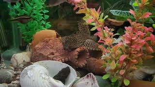 aquarium2 by Life and nature as it is 77 views 5 months ago 2 minutes, 54 seconds