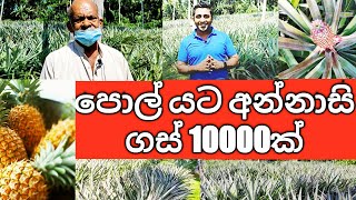 Organic Pineapple Cultivation in Sri Lanka  Farmer's success story in Matara district