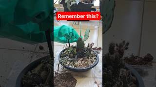 Quick root check on Cactus propagations. #cactus #propagation #succulent #garden #plants