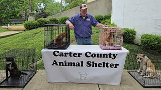Carter County Animal Shelter adoption drive