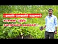 உயிர் வேலியில் உயர்வான லாபம் தரும் மகோகனி சாகுபடி | Mahogany Cultivation in tamil