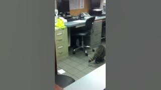 Raccoon eating Wendy's inside my office!!