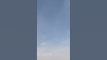 Dragonflies dancing in the sky #insects #nature #shorts #dragonfly #video #bugs #reels