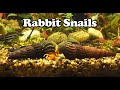 Rabbit snails