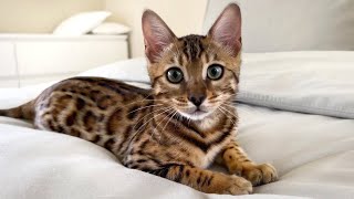 Mimi’s Family Diary| Bengal kitten loves our bed.