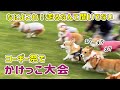 突然のことに全く状況をつかめていないコーギー【132匹コーギー祭】