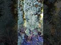 Сосна Веймутова Pinus strobus м'яка довга хвоя салатового кольору саджанець контейнер 3л вис 20-30м