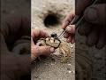 Inside Ghost Crab Burrow: First Person View Ever