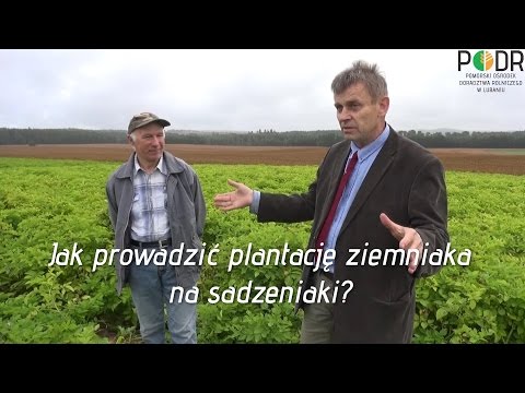 Wideo: Jak Określić Odmianę Ziemniaków Na Oko