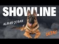 Showline Alman Çoban Köpeği, German Shepherd Dog Alınca Neyle Karşılaşırım? Nelere Dikkat etmeliyim?