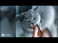 🐱 🐾 Funny Adorable British Shorthair Cat # 52 💖 😍 の動画、YouTube動画。