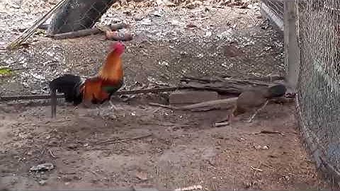 nyiam tus twg nug tau 02057797973