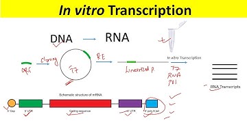 RNA Synthesis by In Vitro Transcription and Optimization of IVT mRNA