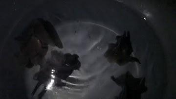 Black Moor, telescope, Butterfly tail Goldfish, Males