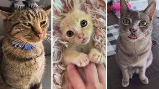 Ultimate Funny CATS Compilation 🐱 Funny, Adorable, and Purr-fect Cats! 😻 by The Cat's Pajamas 49 views 5 months ago 9 minutes, 9 seconds