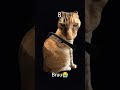 ...#trend #funny #cat#shorts#ESHAAL_EDITZ