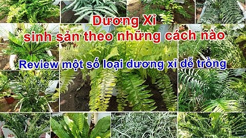 🌷🌱🌲Dương xỉ sinh sản thế nào? có những điều trường học chưa nói. Review một số loại dương xỉ cảnh