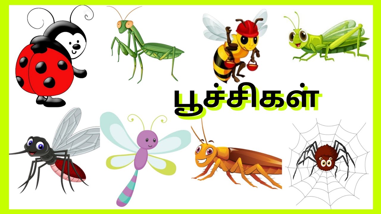 பூச்சிகள் அறிவோம் |Learn insects names in Tamil and English|Ant ...