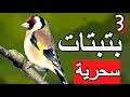 BATBATA hason GOLDFINCH hason maknin  بتبتات سحرية تجبر الحسون على التركيز