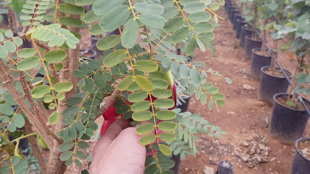 مشتل الجابر بالخرج لاخونا ابوحصة 0554499960