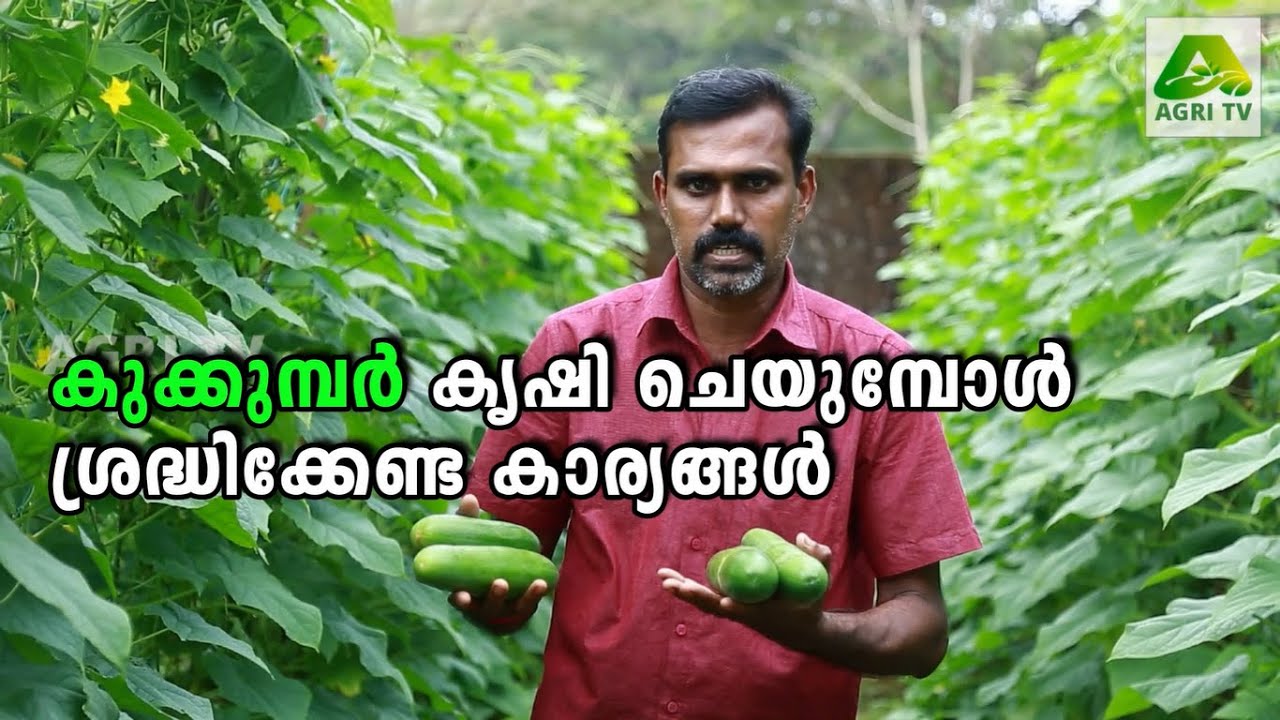 കുക്കുമ്പർ കൃഷി ചെയുമ്പോൾ ശ്രദ്ധിക്കേണ്ട കാര്യങ്ങൾ  | Tips for growing Cucumber