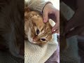 フェイスマッサージされる猫の顔がやばい