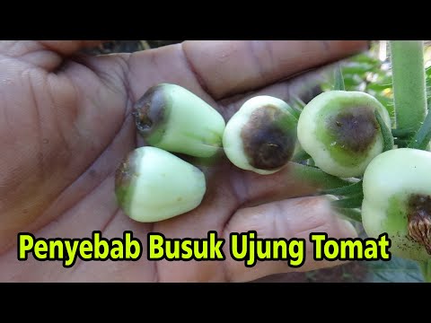 Video: Bagaimana cara menghilangkan penyakit busuk tomat?