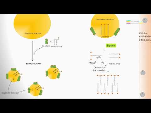 Vidéo: Qui émulsifie les graisses dans l'intestin grêle ?