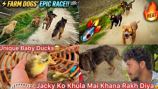 Farm K Sb Dogs Ka Running Competition Krvya🔥Coco Speed😍Aggressive Dog Jacky Ko Khula Mai Khana Diya😰