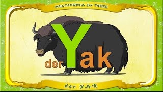 Multipedia Der Tiere. Buchstabe Y - Der Yak