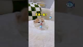 没啥才艺,给大家表演一个喵吃空气#小奶猫的成长日记 #猫咪的迷惑行为 #小奶猫