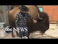 Family lives with a Bison called 'Wild Thing' inside their house