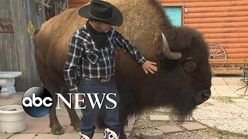 Family lives with a Bison called 'Wild Thing' inside their house
