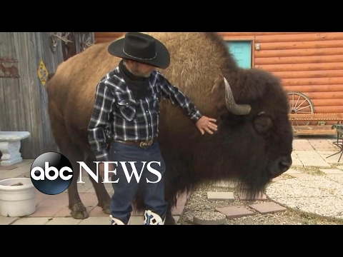 Video: Wat zijn de bravoure-buffels in het echte leven?
