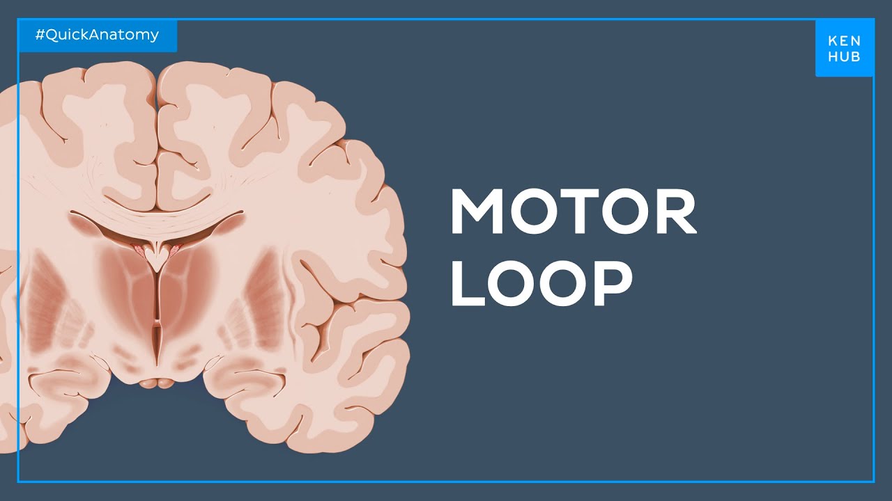 Basal ganglia - motor loop - Quick Anatomy
