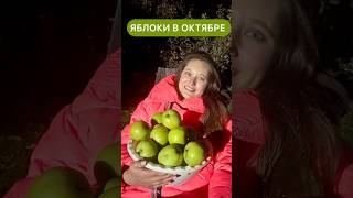 🍏ЯБЛОКИ В ОКТЯБРЕ 🍂 🍁 #жизньзагородом #youtubeshorts #дача #яблоки