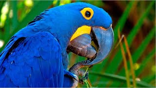 Guacamayo AZUL jacinto en peligro de extincion Anodorhynchus hyacinthinus