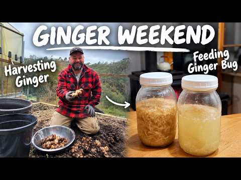 Our First Ginger Harvest + A Neglected Ginger Bug