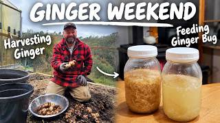 Our First Ginger Harvest + A Neglected Ginger Bug