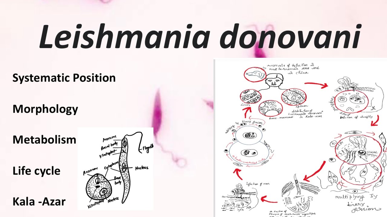 Leishmania donovani YouTube